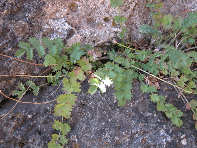 Supramonte - Sanguisorba minor s.l.